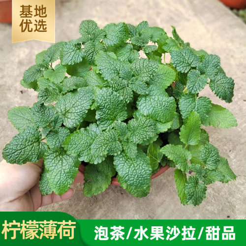 柠檬薄荷泡茶可食用提神驱蚊