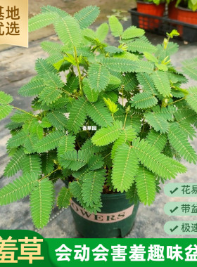 幼儿园推荐含羞草趣味极速发货