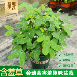 幼儿园植物小盆栽含羞草盆栽室内趣味花卉四季害羞草阳台植物学校