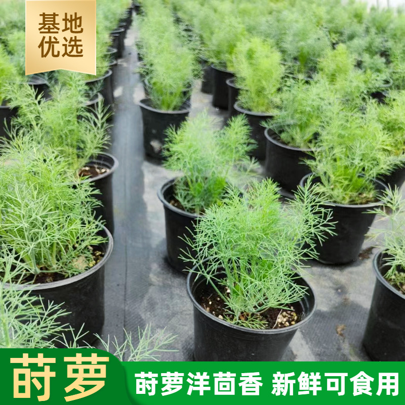 可食用莳萝苗香草苗洋茴香刁草Dill西餐香料调味香草盆栽阳台包邮