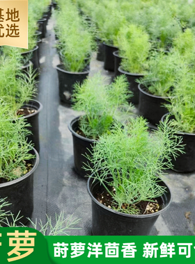 可食用莳萝苗香草苗洋茴香刁草Dill西餐香料调味香草盆栽阳台包邮