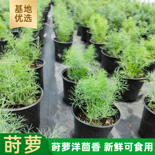 可食用莳萝茴香带盆栽好阳台