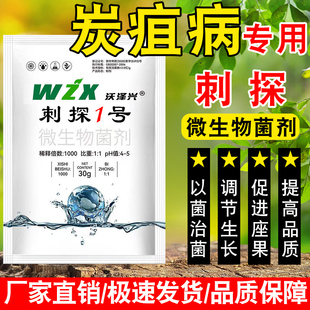 刺探微生物菌剂炭疽病疮痂白腐黑腐专用抑菌治菌葡萄辣椒西红柿