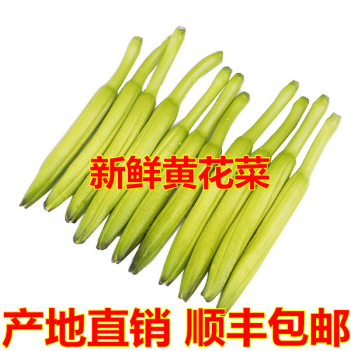 黄花菜现摘新鲜农家特产