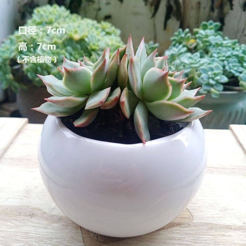 多肉陶瓷花盆创意个性简约欧式小圆球白圆盆家用办公室内栽培盆栽