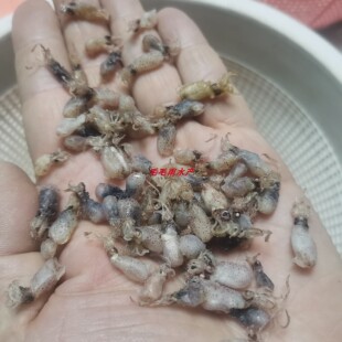 烟台特产小海兔墨鱼干鱿鱼干墨鱼仔一斤包邮