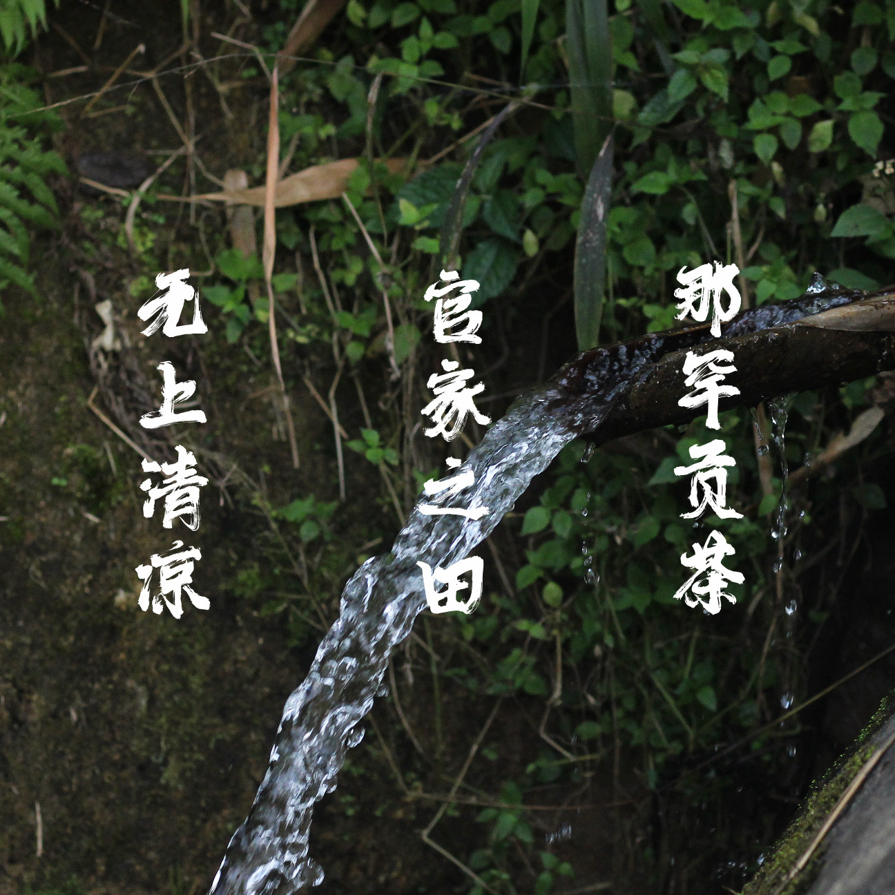 2026云南临沧那罕贡茶古树头春生茶散茶 花香高雅薄荷清凉感回甘