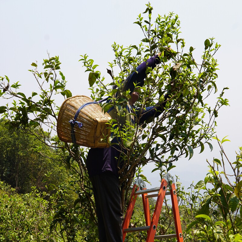 2020云南邦东古树昔归周边春茶普洱生茶散茶花香明显生津回甘100g