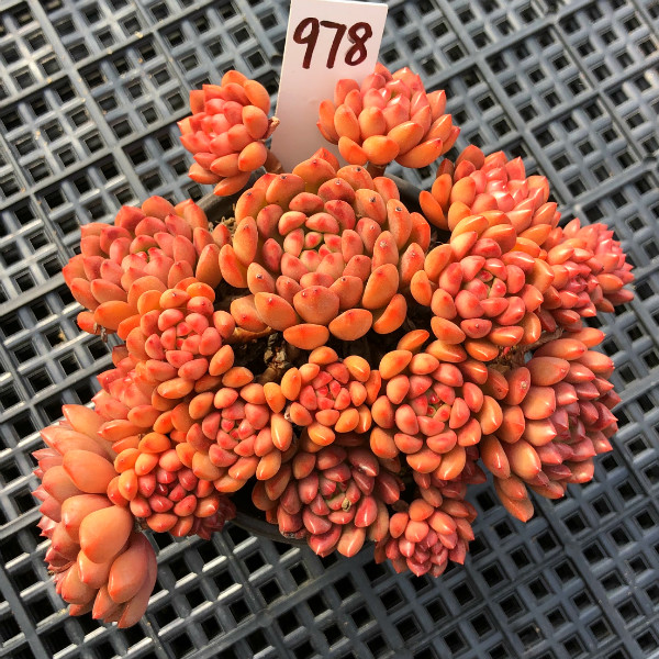 状态红宝石多肉植物防辐射