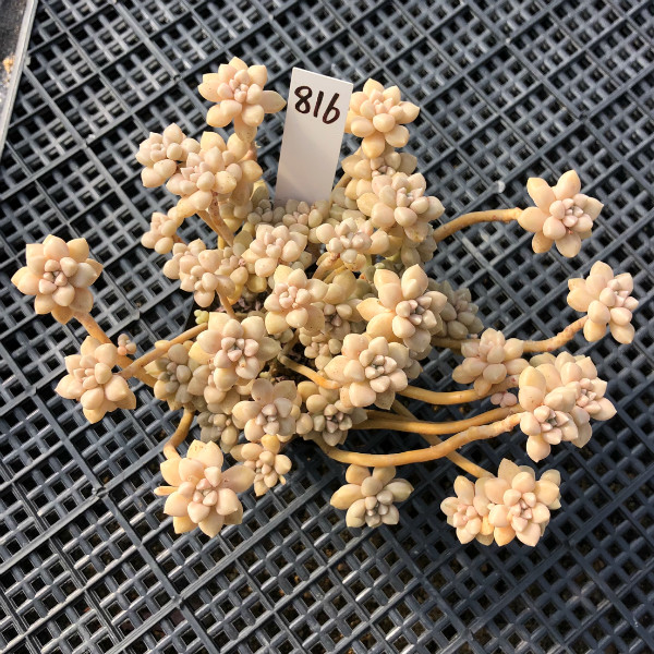 阳台容易美观趣味多肉一物一拍