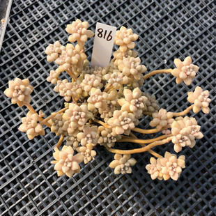 一物一拍 丸叶姬秋丽小群生多肉植物 办公室阳台肉嘟嘟可爱绿植