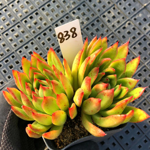 一物一拍 相府莲/玉杯冬云多肉植物 大颗肉肉 办公室阳台美观绿植