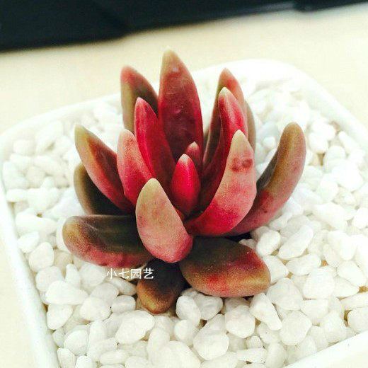 长叶红莲 多肉植物大棚直销办公室内防辐射绿植花卉盆景可爱肉肉