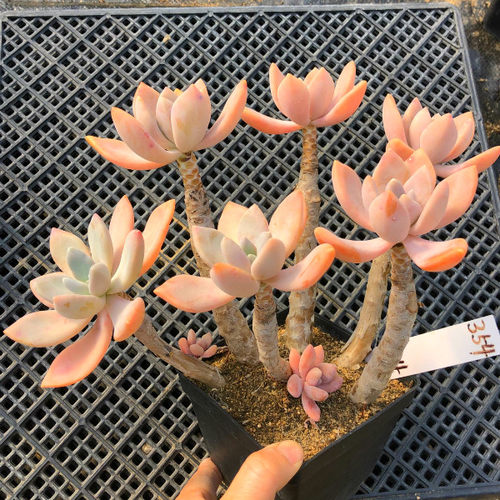 木质化老桩造型冬美人多肉植物