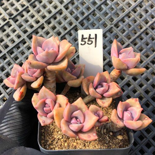办公室阳台美观彩虹糖多肉植物