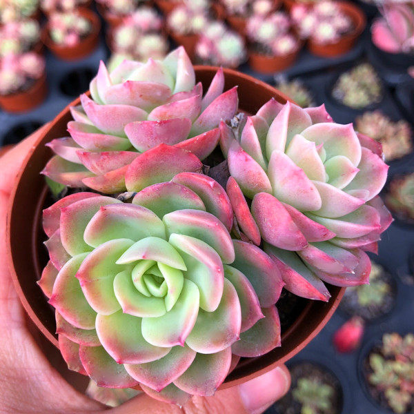 橙黄哈密瓜 多肉植物 办公室内防辐射绿植花卉精品贵货好养肉肉