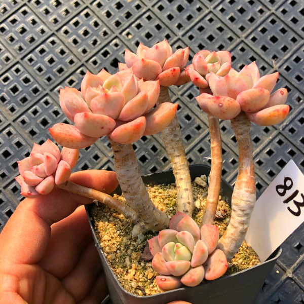 一物一拍 红粉佳人 老桩有桩妖桩子红粉群生多肉植物 粉色肉肉