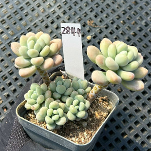 一物一拍 洛神多肉植物 老庄群生圆嘟嘟可爱肉肉植物