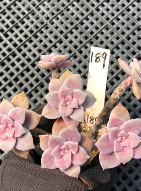 一物一拍 华丽风车多肉植物 老桩群生淡紫色绿植花卉办公室阳台盆