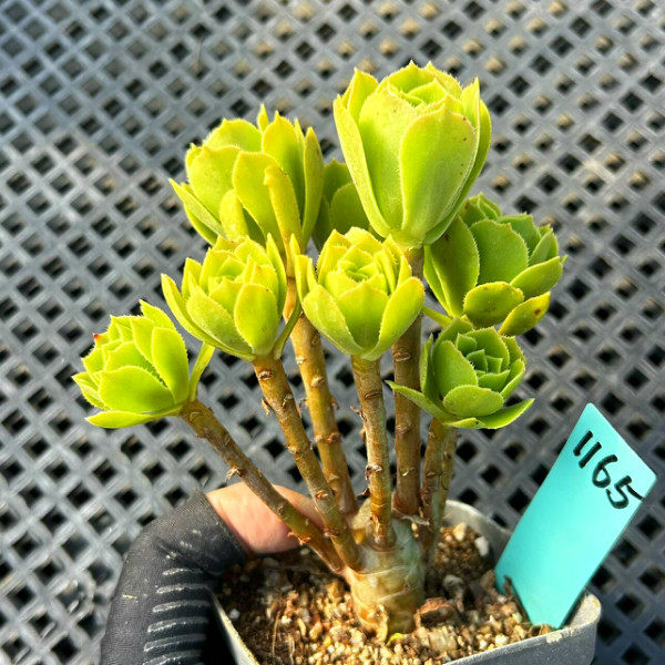 一物一拍 绿法师 群生小老桩多肉植物