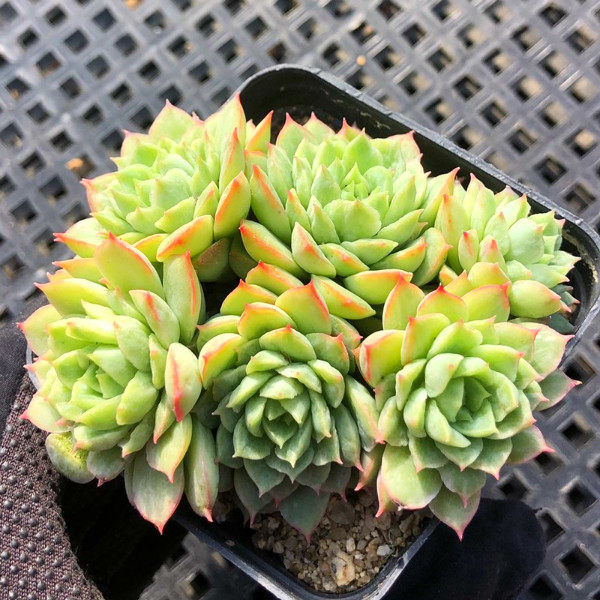 酸橙辣椒 多肉植物 办公室内新手好养活组合花卉可爱肉肉