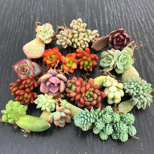 叶插苗肉肉植物组合盆栽 30颗多肉 办公室迷你花卉绿植 包邮 特价