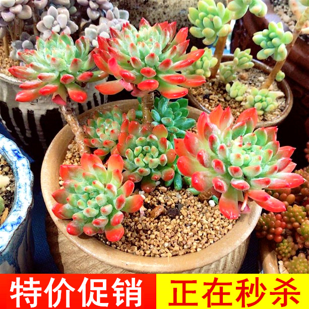 小七园艺精选办公特价多肉植物