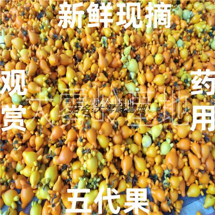 新鲜五代果花艺材料观赏心脏果药用同堂果绑挂五指茄现摘五子登科