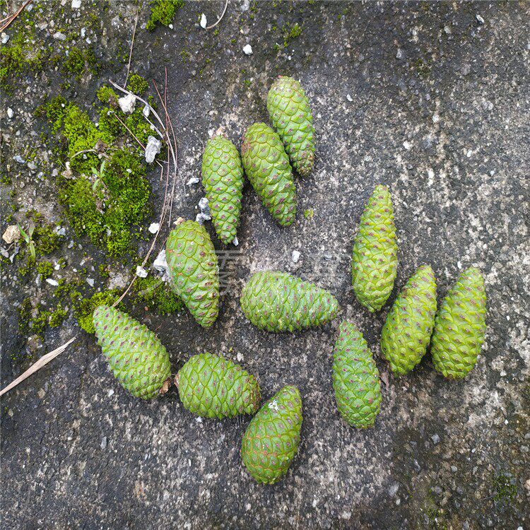 松果新鲜野生纯天然松塔松树果实山松晒干观赏装饰药用农村山上