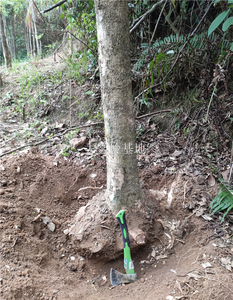 富贵树独杆超高2米广伞枫单杆盆栽大树净化空气种植裸根不带土