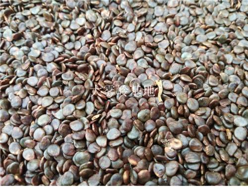 黄金种子乳茄五指牛角树苗