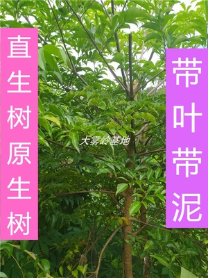 幸福树盆栽富贵树带叶直生树盆景原生树小棵