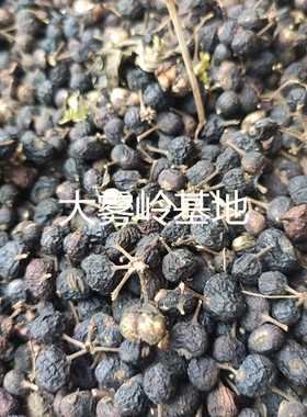 幸福树种子广幌枫种子富贵树种子便宜实惠发芽率高精选大颗批大量