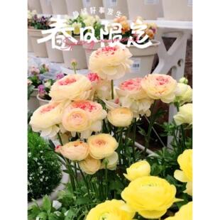 进口花毛茛洋牡丹盆栽重瓣种球根花苗种子室内外四季播种开花植物