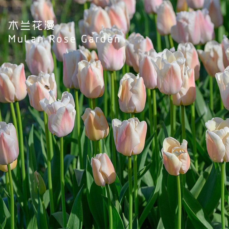 种球简单自然进口郁金香水培花卉单瓣球盆栽好养荷兰植物