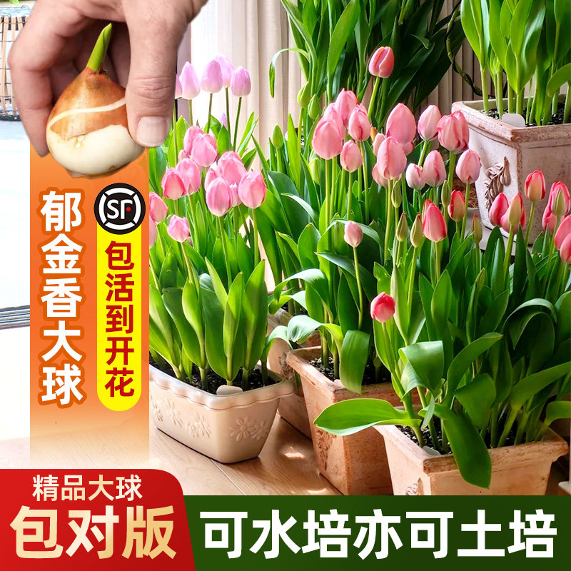 郁金香种球种子可水培土培四季盆栽花苞鲜花花束阳台室内大球