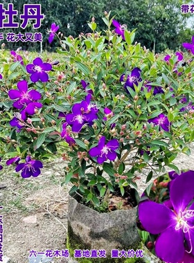 巴西野牡丹 紫牡丹 四季开花盆栽 蓝稔花苗 庭院花卉植物 紫色花