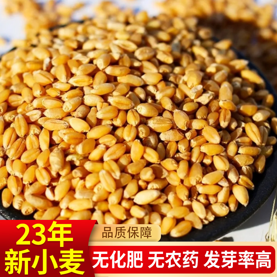 小麦种子水培猫草种子小麦粒食用带麸皮磨面小麦子麦芽糖榨汁麦籽