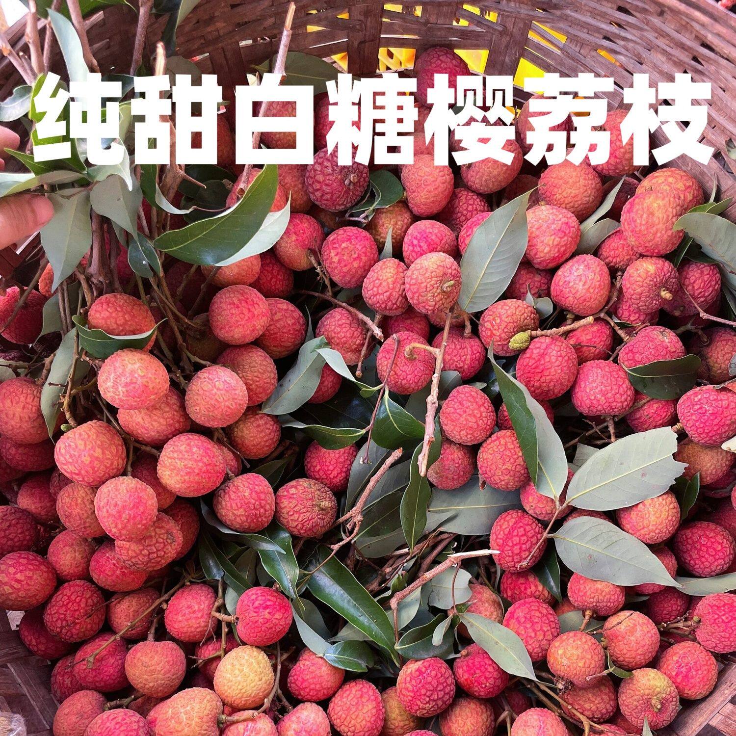 茂名正宗白糖罂荔枝超甜大果
