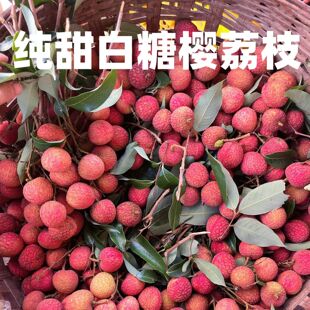 空运包邮正宗增城白糖罂荔枝超甜大果水果当季现摘整箱孕妇水果礼