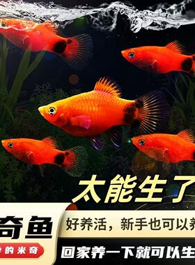 好养红米奇鱼可繁殖小型观赏鱼胎生鱼活体热带玛丽月光易活耐养