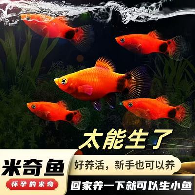好养红米奇鱼可繁殖小型观赏鱼胎生鱼活体热带玛丽月光易活耐养