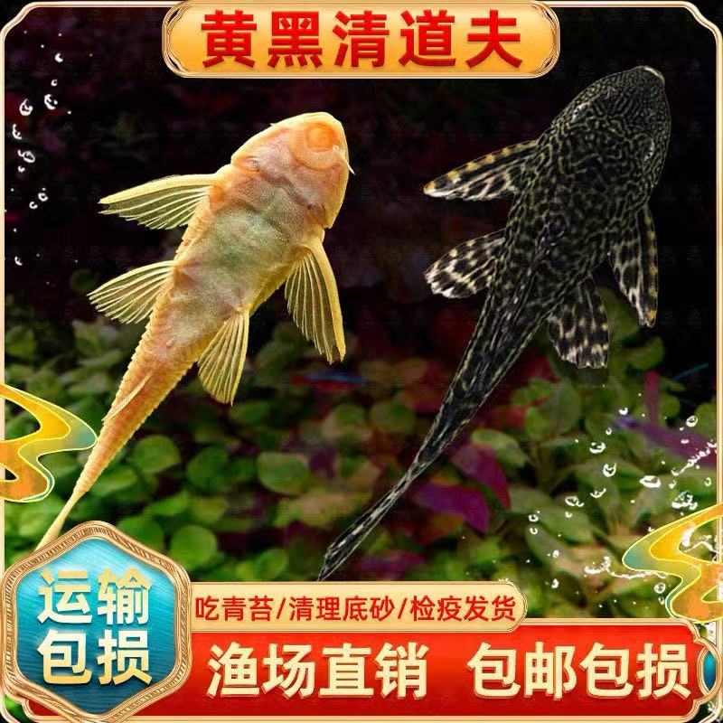 鱼缸清洁工清道夫鱼活体观赏热带淡水吃屎垃圾粪便清理藻类