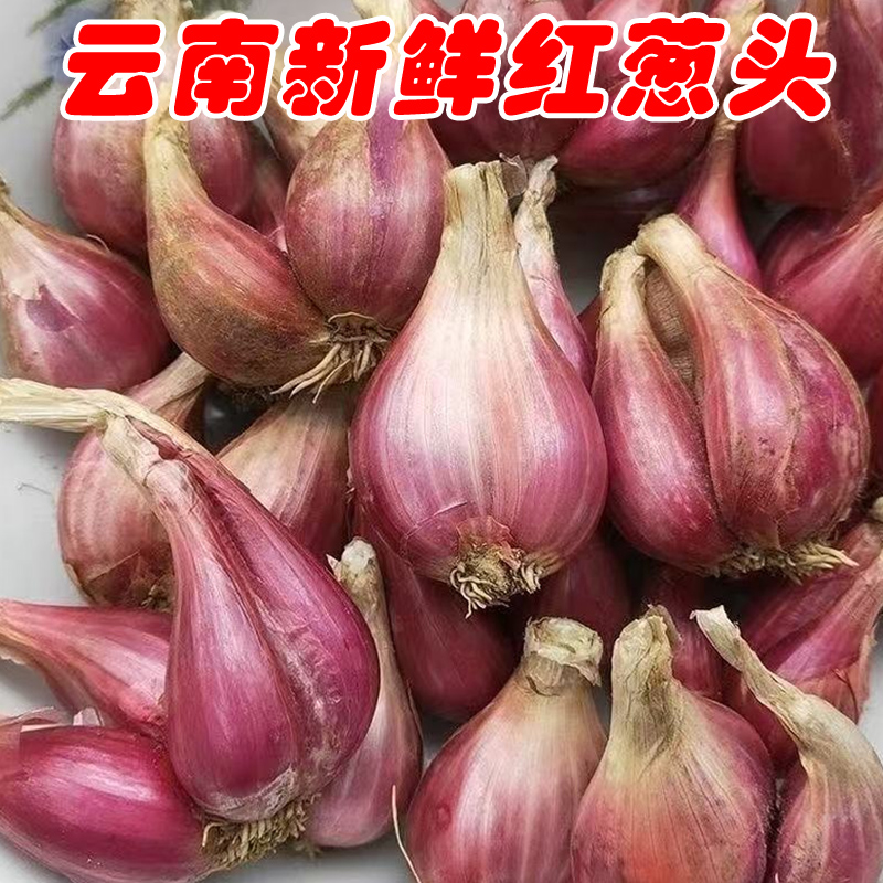 云南正宗红葱头老品种火葱头种植盆栽新鲜干葱头四季小香葱熬油