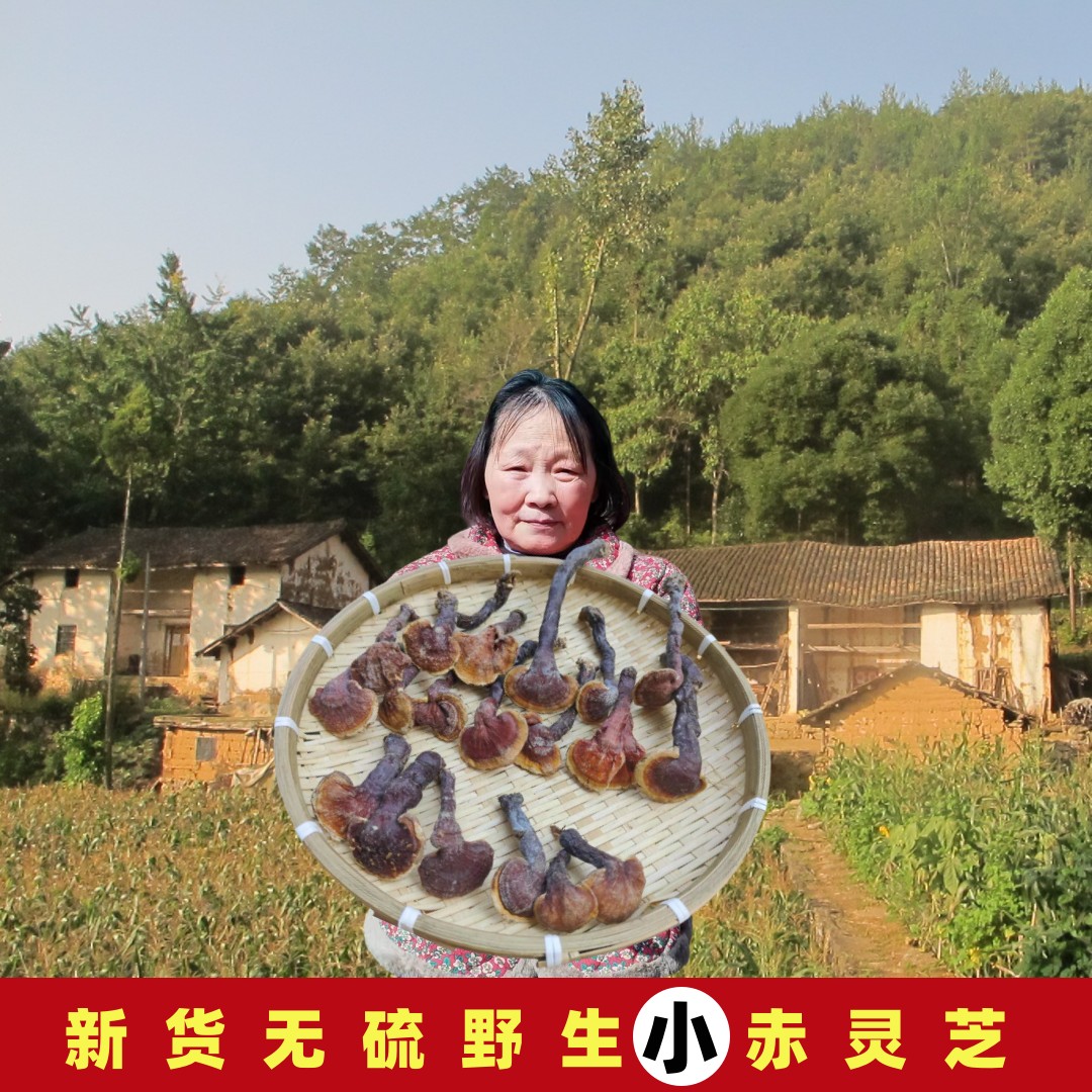 灵芝中药材野生灵芝正品整朵灵芝片灵芝粉2025年新货野生赤灵芝