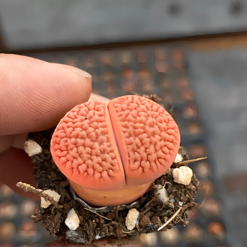 云南多肉植物番杏科生石花室内四季屁股花PP石头花