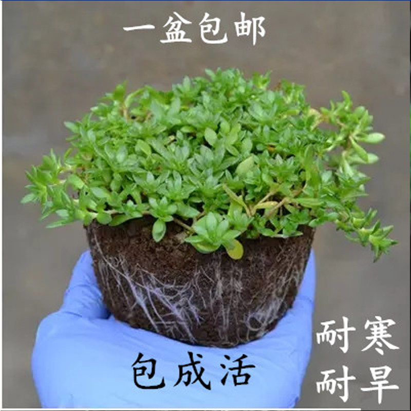 绿植正宗食用吊兰包成活垂盆草