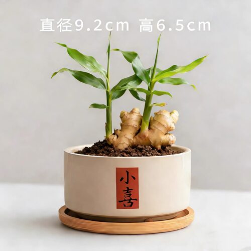 【禄根生姜】福禄双全盆栽绿根生姜带牙好养可水培土培办公室绿植