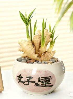 【禄根生姜】福禄双全盆栽绿根生姜带牙好养可水培土培办公室绿植