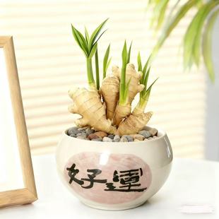 【禄根生姜】福禄双全盆栽绿根生姜带牙好养可水培土培办公室绿植